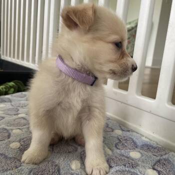 Graham -  Yorkshire Terrier Dog for Adoption in Baton Rouge, Louisiana - Graham | PetCurious
