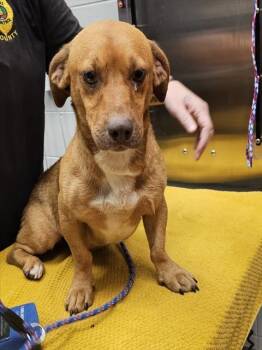 FRONTIER -  Beagle and Basset Hound Dog for Adoption - FRONTIER | PetCurious