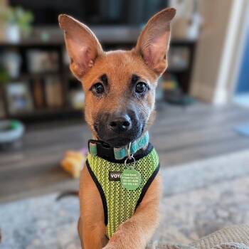 Rowan -  Shepherd Dog for Adoption in Rockville, Maryland - Rowan | PetCurious