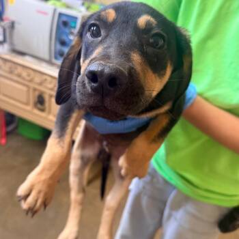 Valentino -  Mixed Breed Dog for Adoption in Corinth, Mississippi - Valentino | PetCurious