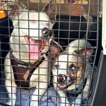 Rescue Corgi Dogs for Adoption in Elkhorn, Wisconsin - Ren & Stimpy | PetCurious