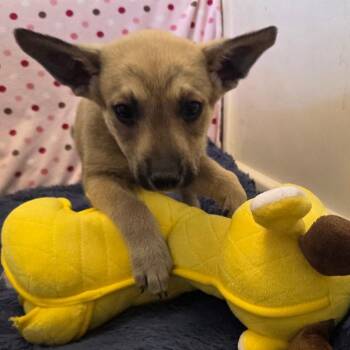 Alfred -  Mixed Breed Dog for Adoption in Park City, Utah - Alfred | PetCurious