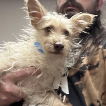 Pepe -  Yorkshire Terrier and Mixed Breed Dog for Adoption in Yuma, Arizona - Pepe | PetCurious
