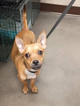 Paco Taco -  Chihuahua and Mixed Breed Dog for Adoption in Clarksville, Tennessee - Paco Taco | PetCurious