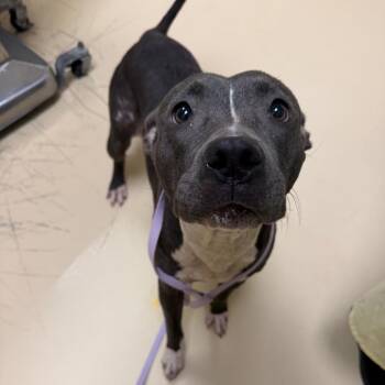 Tiger Shark -  Mixed Breed Dog for Adoption in Winston-salem, North Carolina - Tiger Shark | PetCurious