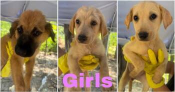 Rosie -  Great Pyrenees and Airedale Terrier Dog for Adoption in Quinlan, Texas - Rosie | PetCurious
