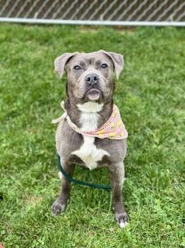 Rescue Mixed Breed Dogs for Adoption in West Chester, Pennsylvania - Eva | PetCurious
