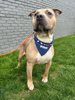 Rescue Staffordshire Bull Terrier Dogs for Adoption in Germantown, Ohio - Meatball Mariana | PetCurious