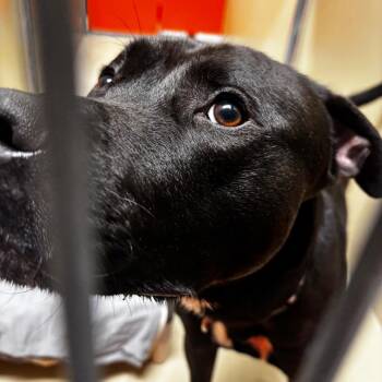 Mixed Breed Dogs Available for Adoption in Philadelphia, Pennsylvania - Mr X | PetCurious