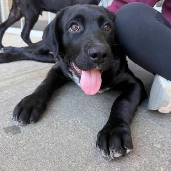 Bowie -  Labrador Retriever and Shar Pei Dog for Adoption in Quincy, Florida - Bowie | PetCurious