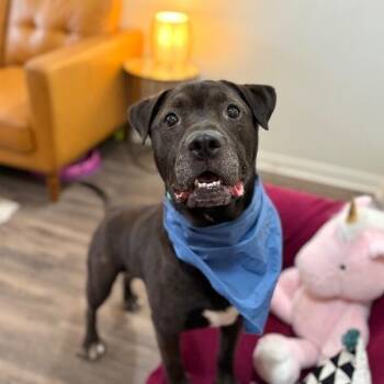 Pit Bull Terrier and Labrador Retriever Dogs Available for Adoption - Tom Jones The Squishy Faced Snuggle King | PetCurious