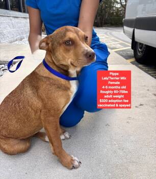 Labrador Retriever and Terrier Dogs Available for Adoption - Pippa | PetCurious