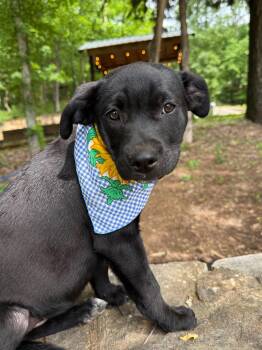 Labrador Retriever and Black Labrador Retriever Dogs Available for Adoption - Laken | PetCurious