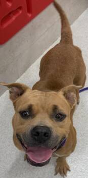 Kesha -  Pit Bull Terrier and Mixed Breed Dog for Adoption in Honolulu, Hawaii - Kesha | PetCurious