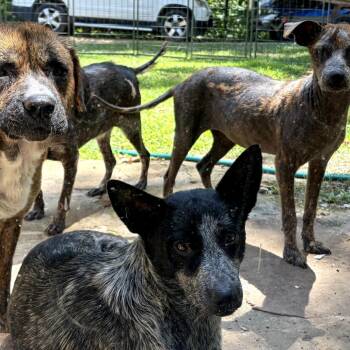 Mousie -  Australian Cattle Dog Blue Heeler Dog for Adoption in Wheeling, Illinois - Mousie | PetCurious