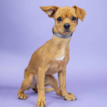 Ham -  Chihuahua Dog for Adoption in Portland, Oregon - Ham | PetCurious