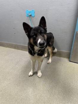 Siberian Husky Dogs Available for Adoption - JAIME | PetCurious