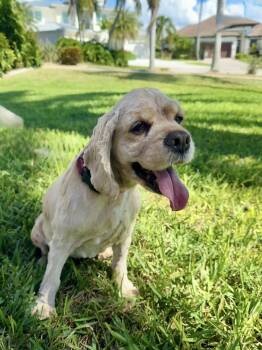 Rescue Cocker Spaniel Dogs for Adoption in Cape Coral, Florida - Pooka | PetCurious