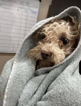 Miniature Poodle and Maltese Dogs Available for Adoption - Napoleon Dynamite | PetCurious