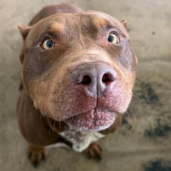 Atlas -  Pit Bull Terrier Dog for Adoption in Clarksdale, Mississippi - Atlas | PetCurious
