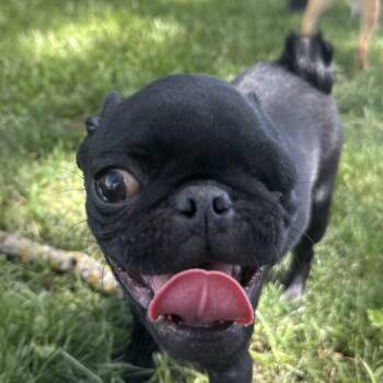 Rockstar -  Pug Dog for Adoption in Auburn, Nebraska - Rockstar | PetCurious