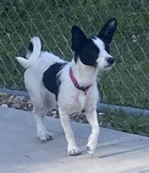 Poppy -  Terrier and Mixed Breed Dog for Adoption in Parma, Ohio - Poppy | PetCurious
