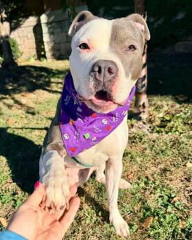 Shadow -  Pit Bull Terrier Dog for Adoption in Buffalo, New York - Shadow | PetCurious