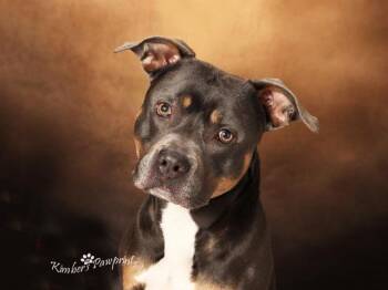 Boxer and Mixed Breed Dogs Available for Adoption - KOBA | PetCurious