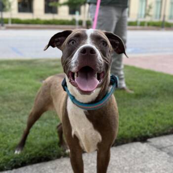 Jimmy -  Labrador Retriever and Pit Bull Terrier Dog for Adoption in Columbia, South Carolina - Jimmy | PetCurious
