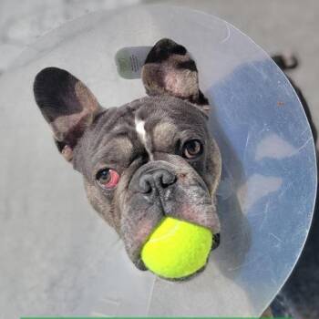 Mixed Breed and French Bulldog Dogs Available for Adoption in Salt Lake City, Utah - Stitch | PetCurious