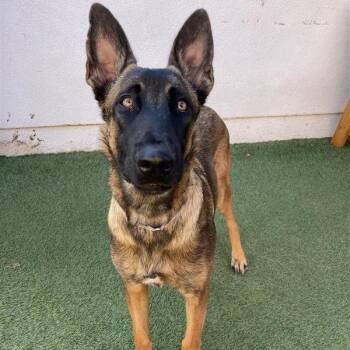 Sally -  Belgian Shepherd Malinois Dog for Adoption in Long Beach, California - Sally | PetCurious