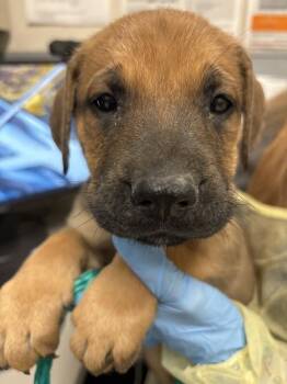 ARIZONA -  German Shepherd Dog and Mixed Breed Dog for Adoption in Las Vegas, Nevada - ARIZONA | PetCurious