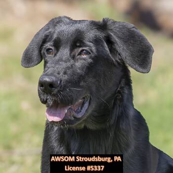 Black Labrador Retriever Dogs Available for Adoption - Luna | PetCurious