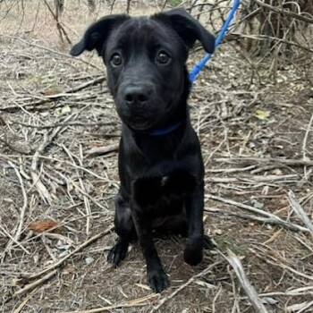 Black Labrador Retriever Dogs Available for Adoption - Stella | PetCurious