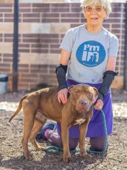 Detective Landslide -  Mixed Breed Dog for Adoption in Chamblee, Georgia - Detective Landslide | PetCurious