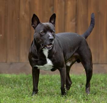 American Staffordshire Terrier and Labrador Retriever Dogs Available for Adoption in Houston, Texas - Max | PetCurious