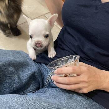 Big Booty Looty -  French Bulldog Dog for Adoption in Austin, Texas - Big Booty Looty | PetCurious