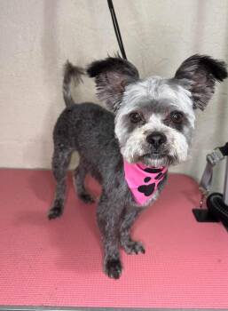 Shih Tzu and Mixed Breed Dogs Available for Adoption in Wayne, New Jersey - Fabulosa | PetCurious
