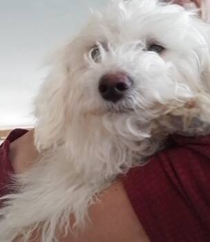 Teddy -  Miniature Poodle Dog for Adoption in Oroville, Washington - Teddy | PetCurious