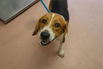 DERBY -  Mixed Breed Dog for Adoption in Columbia, South Carolina - DERBY | PetCurious