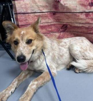 AC-5397 "Alvin" -  Australian Shepherd Dog for Adoption in Conyers, Georgia - AC-5397 "Alvin" | PetCurious