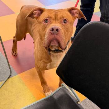 Checker -  Mixed Breed Dog for Adoption in Philadelphia, Pennsylvania - Checker | PetCurious