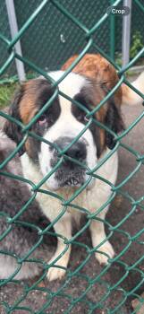 Lady -  Saint Bernard Dog for Adoption in Edison, New Jersey - Lady | PetCurious