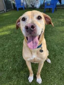 Cosmo -  Labrador Retriever and Mixed Breed Dog for Adoption in Savannah, Georgia - Cosmo | PetCurious