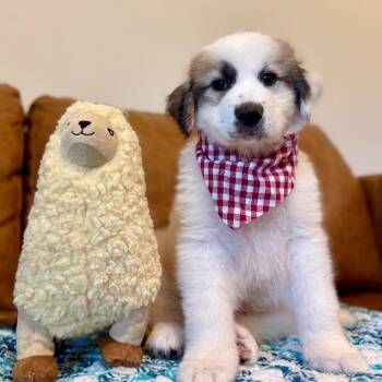 Maximilian Sunflower with Maximum Fluff -  Great Pyrenees and German Shepherd Dog Dog for Adoption in Friendswood, Texas - Maximilian Sunflower With Maximum Fluff | PetCurious