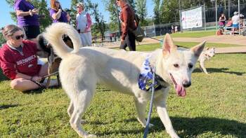 Shepherd Dogs Available for Adoption in Little Rock, Arkansas - Rosebud | PetCurious
