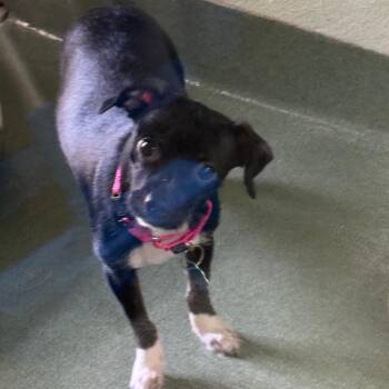 Austina -  Jack Russell Terrier Dog for Adoption in West Palm Beach, Florida - Austina | PetCurious