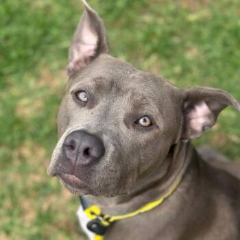 Pit Bull Terrier Dogs Available for Adoption in Goleta, California - Keya | PetCurious