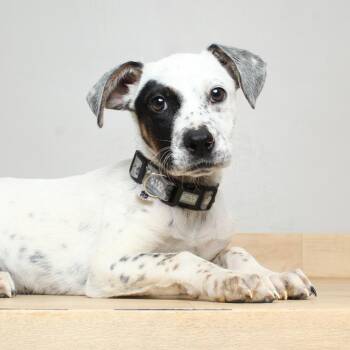 Australian Cattle Dog Blue Heeler and Mixed Breed Dogs Available for Adoption in Minnetonka, Minnesota - Jumbah D69265 | PetCurious