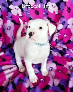 Boxer Dogs Available for Adoption in Monticello, New York - Veg Litter - Brocoli | PetCurious